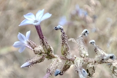 Plumbago caerulea