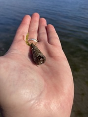 Pagurus granosimanus