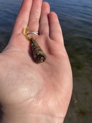 Pagurus granosimanus