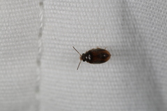 Contacyphon variabilis