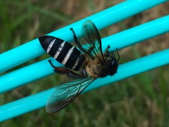 Apis dorsata breviligula