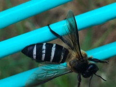 Apis dorsata breviligula