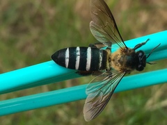 Apis dorsata breviligula