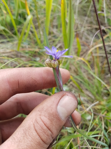 Image of Sisyrinchium idahoense by (c) Chris Fluit, some rights reserved (CC BY)