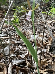 Cleistesiopsis