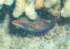 Pseudocheilinus tetrataenia