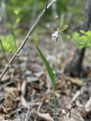 Cleistesiopsis