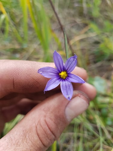 Image of Sisyrinchium idahoense by (c) Chris Fluit, some rights reserved (CC BY)