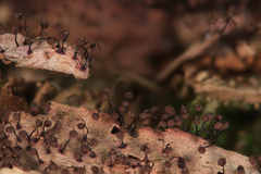 Cribraria cancellata