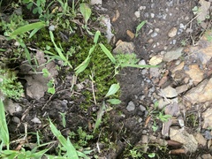 Atrichum angustatum