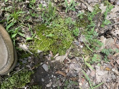 Atrichum angustatum