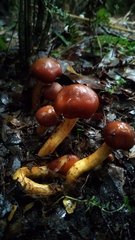 Leprocybe