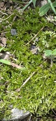 Atrichum angustatum