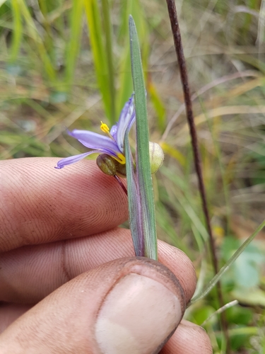 Image of Sisyrinchium idahoense by (c) Chris Fluit, some rights reserved (CC BY)