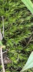 Atrichum angustatum