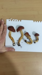 Leprocybe