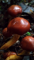 Leprocybe