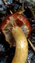 Leprocybe
