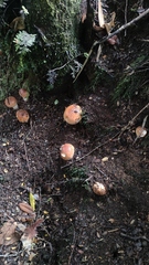 Cortinarius xiphidipus