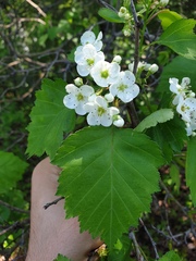 Crataegus fluviatilis