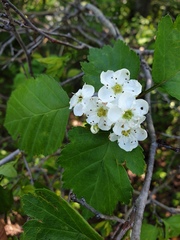 Crataegus fluviatilis