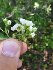 Crataegus fluviatilis