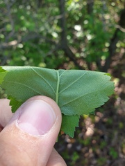 Crataegus fluviatilis