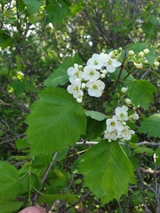 Crataegus fluviatilis