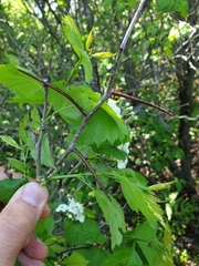 Crataegus fluviatilis