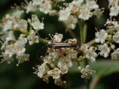 Analeptura