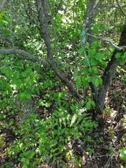 Crataegus fluviatilis