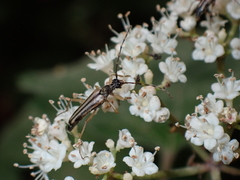 Analeptura