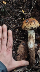 Cortinarius xiphidipus