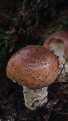 Cortinarius xiphidipus