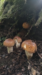 Cortinarius xiphidipus