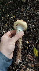 Cortinarius xiphidipus