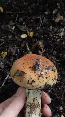 Cortinarius xiphidipus