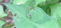 Cosmopterix fulminella