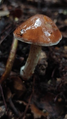 Cortinarius austroduracinus