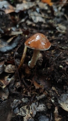 Cortinarius austroduracinus