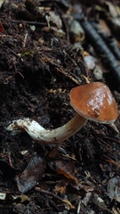 Cortinarius austroduracinus