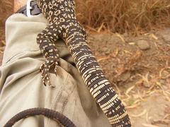 Varanus scalaris