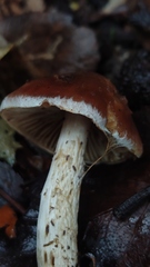 Cortinarius austroduracinus