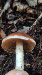 Cortinarius austroduracinus