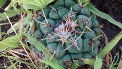 Coryphantha