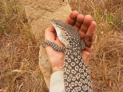 Varanus scalaris