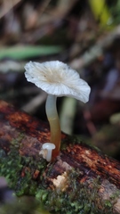 Mycena subulifera