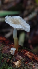 Mycena subulifera