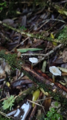 Mycena subulifera
