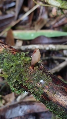 Mycena subulifera